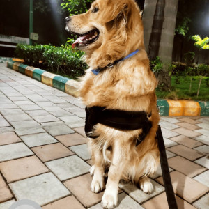 Our Pet Charlie missing from yesterday-5