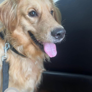 Our Pet Charlie missing from yesterday-4