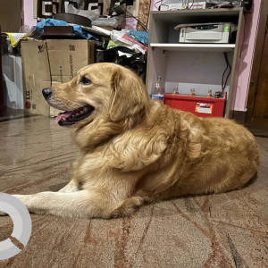 Our Pet Charlie missing from yesterday-3