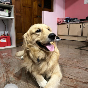 Our Pet Charlie missing from yesterday-2