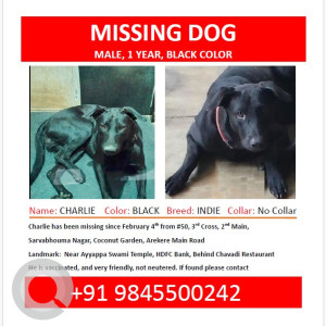 Missing: Black Male INDIE Dog from Sarvabhouma Nagar (Near Ayyappa Temple Vijaya bank layout), Bannerghatta Road