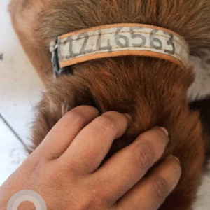 Indie dog is found near Chembur Mahul gaav  Mhada building 17-2