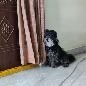 My Lhasa Apso pet Chocky is missing from NAD KothaRoad, Visakhapatnam