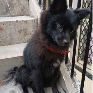 My Pet coco, a black Pomeranian at OMBR layout, Banaswadi