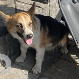 Dog found near Malabar Jewelry Coimbatore