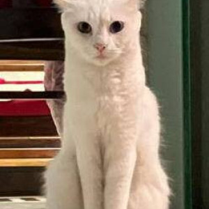 Persian Indie mix breed is missing from Tilak Nagar-2