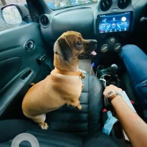 Pet DOG name Cookie is missing from LAJPAT NAGAR, Delhi-2