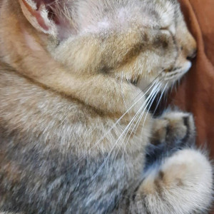 A pet cat is missing from Thiruverkadu-2