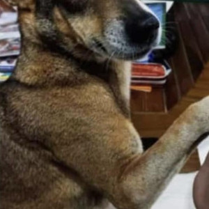 Indie dog is missing from Pontemol Curchorem-2