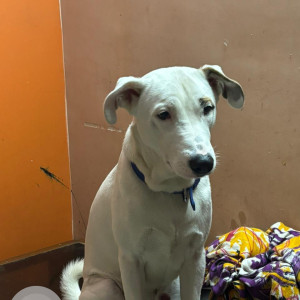 A White Indie and Labrador mix Dog Missing from Rabindra Nagar, New Delhi