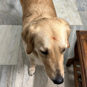 Missing: Golden Female Golden Retriever Dog from Cantonment area Lucknow-2