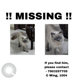 Missing: Grey Male himalayan persian Cat from Mulsi, Palladio Apartment, Bhumkar Chowk Rd, near Austin County, Tathawade, Pimpri-Chinchwad, Pune, Maharashtra 411033