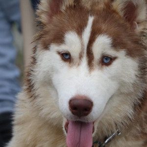 Missing: Black and White Male Husky Dog from Shree Balaji Upvan-3