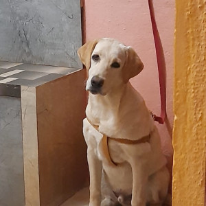 Missing: White Male Labrador Dog from Plot no 9, kale layout bengeri-2