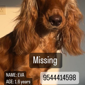 Missing: Brown Female Cocker Spaniel Dog from J J Gardens, Thykoodam, Ernakulam