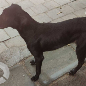 Puppy found in Jain Health Centre Dadar West