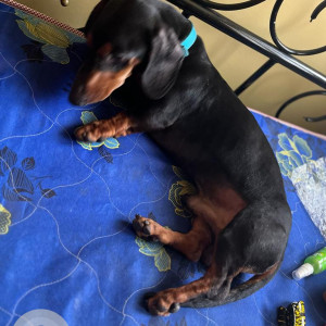 Found this Daschund male dog near Ejipura Signal, Bengaluru