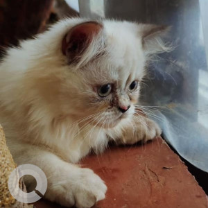 Persian cat is missing from Vagator next to Blue Bird Restaurant