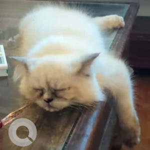 Persian cat is missing from Vagator next to Blue Bird Restaurant-2