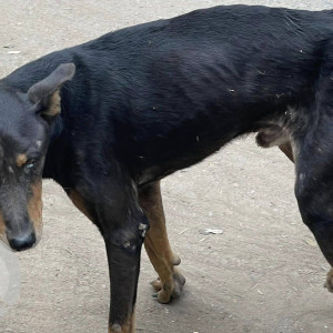 Found this  dog in  Shyam Nagar Okhla phase 3 near Chandiwala hospital-2