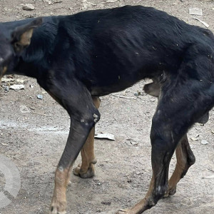 Found this  dog in  Shyam Nagar Okhla phase 3 near Chandiwala hospital-3