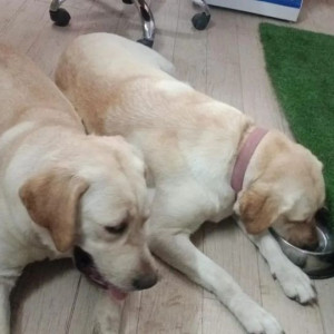 Two female lab dog found near  Diamond water park road