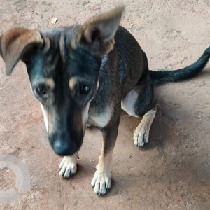 Indie dog is found in  Solace at Aradi road, St Theresa school to Aradi Candolim-2