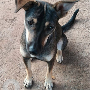 Indie dog is found in  Solace at Aradi road, St Theresa school to Aradi Candolim