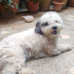 My pet 2 year old Dingle is missing from kalyan Nagar-3