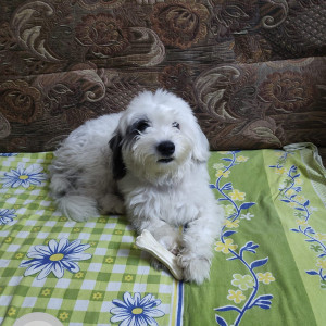 My pet 2 year old Dingle is missing from kalyan Nagar-2