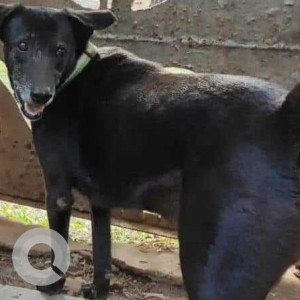 A pet dog is missing from Saligaon Area-3