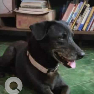 A pet dog is missing from Saligaon Area