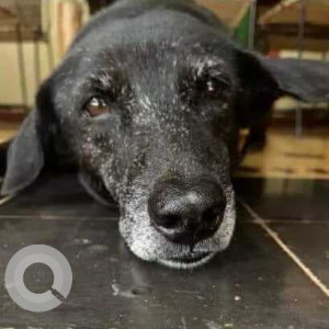 A pet dog is missing from Saligaon Area-2