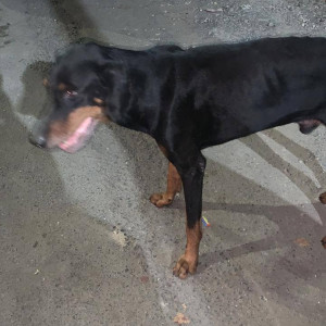 A male Doberman dog fond near Rajiv Gandhi Bridge Nerul