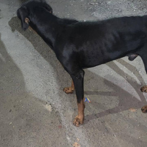 A male Doberman dog fond near Rajiv Gandhi Bridge Nerul-3