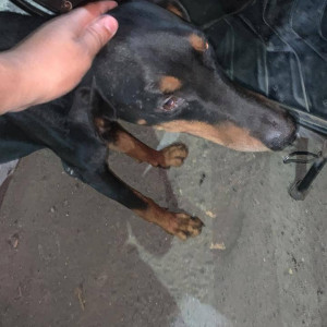 A male Doberman dog fond near Rajiv Gandhi Bridge Nerul-2
