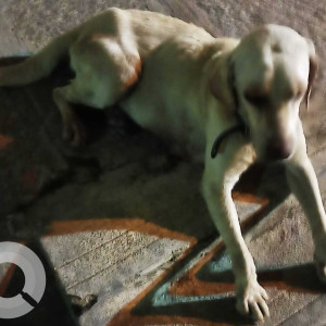 Found a dog in SH Layout, Kaval Byrasandra, R T Nagar-2