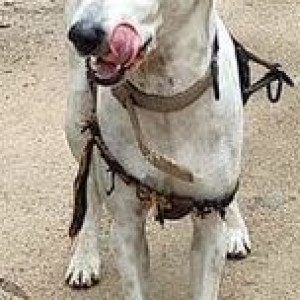 Found a lost dog near  Madhanandhapuram Main Road (near Porur)-2