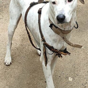 Found a lost dog near  Madhanandhapuram Main Road (near Porur)