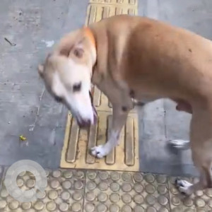 Dog found in vile parle east, dhanukar college PTV ground