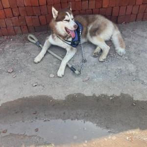 Husky dog found in Aerocity Mohali, Please help in finding the owners