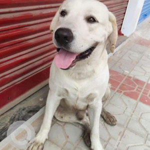 Dog found near Maduranagar Metro Station