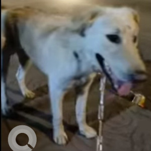 Found missing/abandoned pet dog with collar and leash near Chincholi bunder, Malad