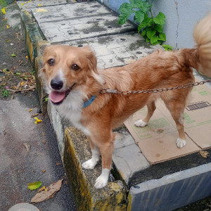 Dog was found roaming on Hutchins road 5th cross, Cooke town, Bengaluru