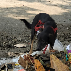 Dog was spotted at GB road bhayander pada, Near Lodha Splendora thane