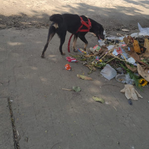 Dog was spotted at GB road bhayander pada, Near Lodha Splendora thane-2