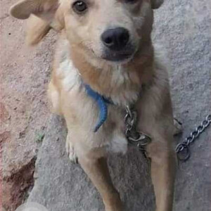 A pet dog is missing from Sahakarnagar  Byatarayanapura-2