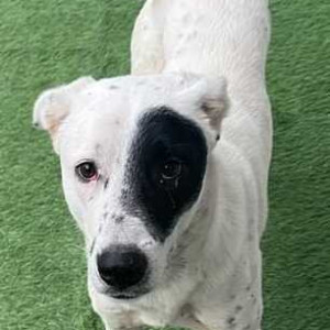 Dog  is found near Dwarka Expressway-2