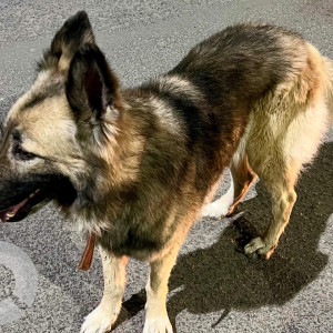 Missing: Brown Male Belgian Sheffered Dog from Beta 1 Greater Noida