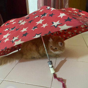 Found: Light Brown Male Persian Cat from Amravati south in morning 5:00 on 13 Sep-4